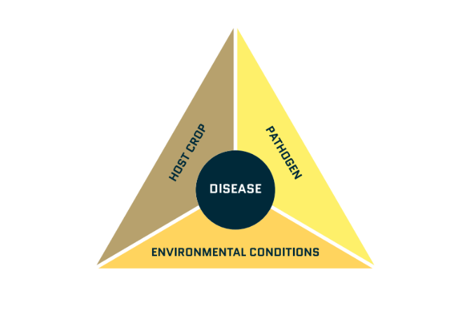 disease triangle - in page