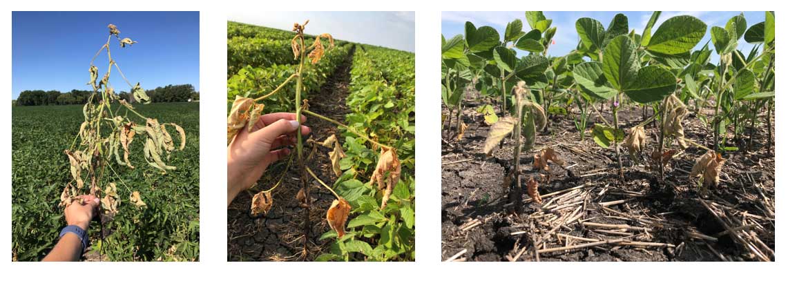 images showing phytophora of soybeans