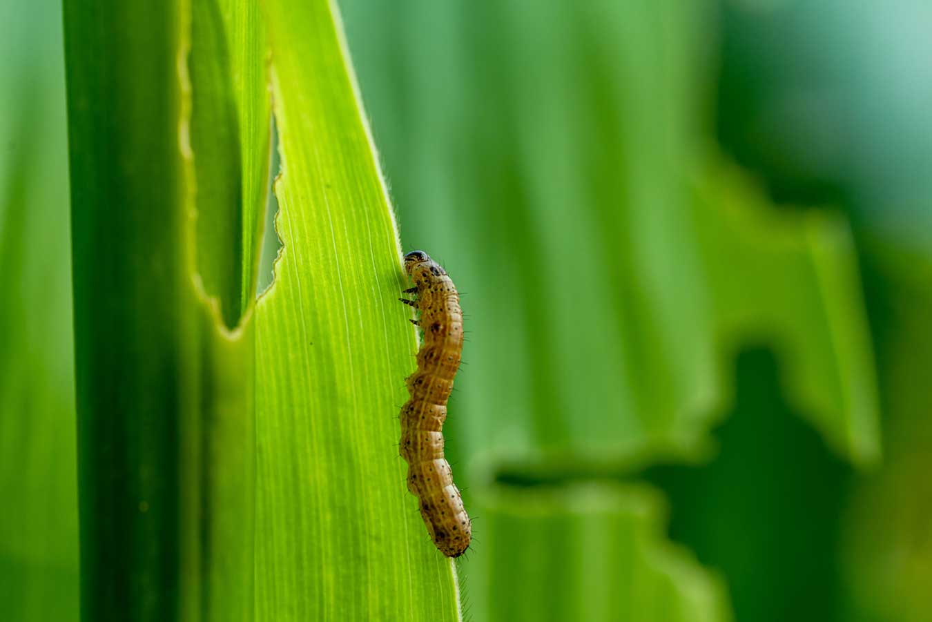 armyworm image armyworm image