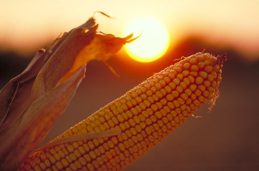 A shucked cob of corn with sunset in the background