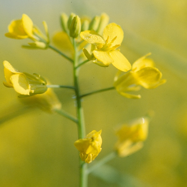 A closeup of a canola flower